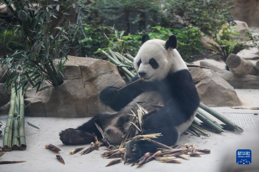 波克捕鱼为什么关闭了赠送功能？